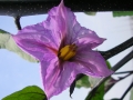 ナスの花の写真