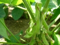 枝豆の実の付き方